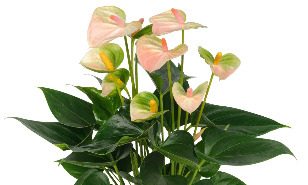 Антуриум Андрианум Блэк лав