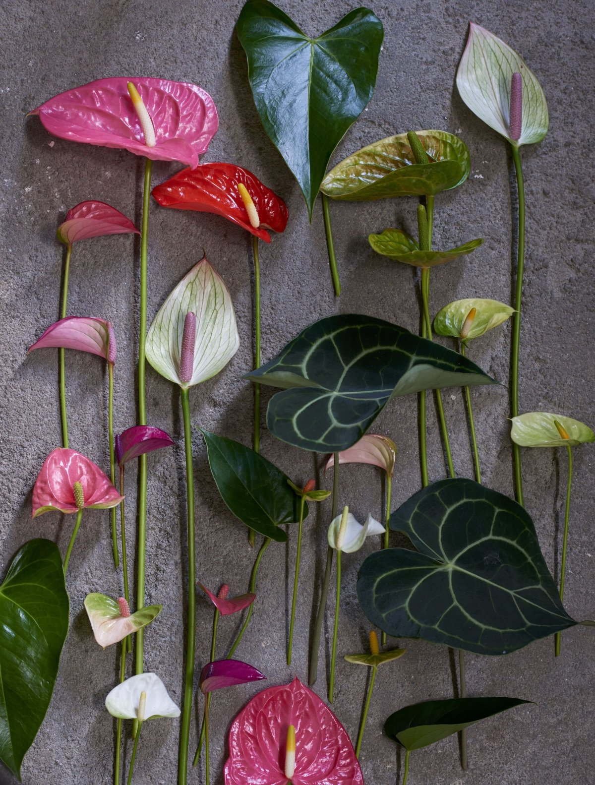 Спатифиллум и Антуриум