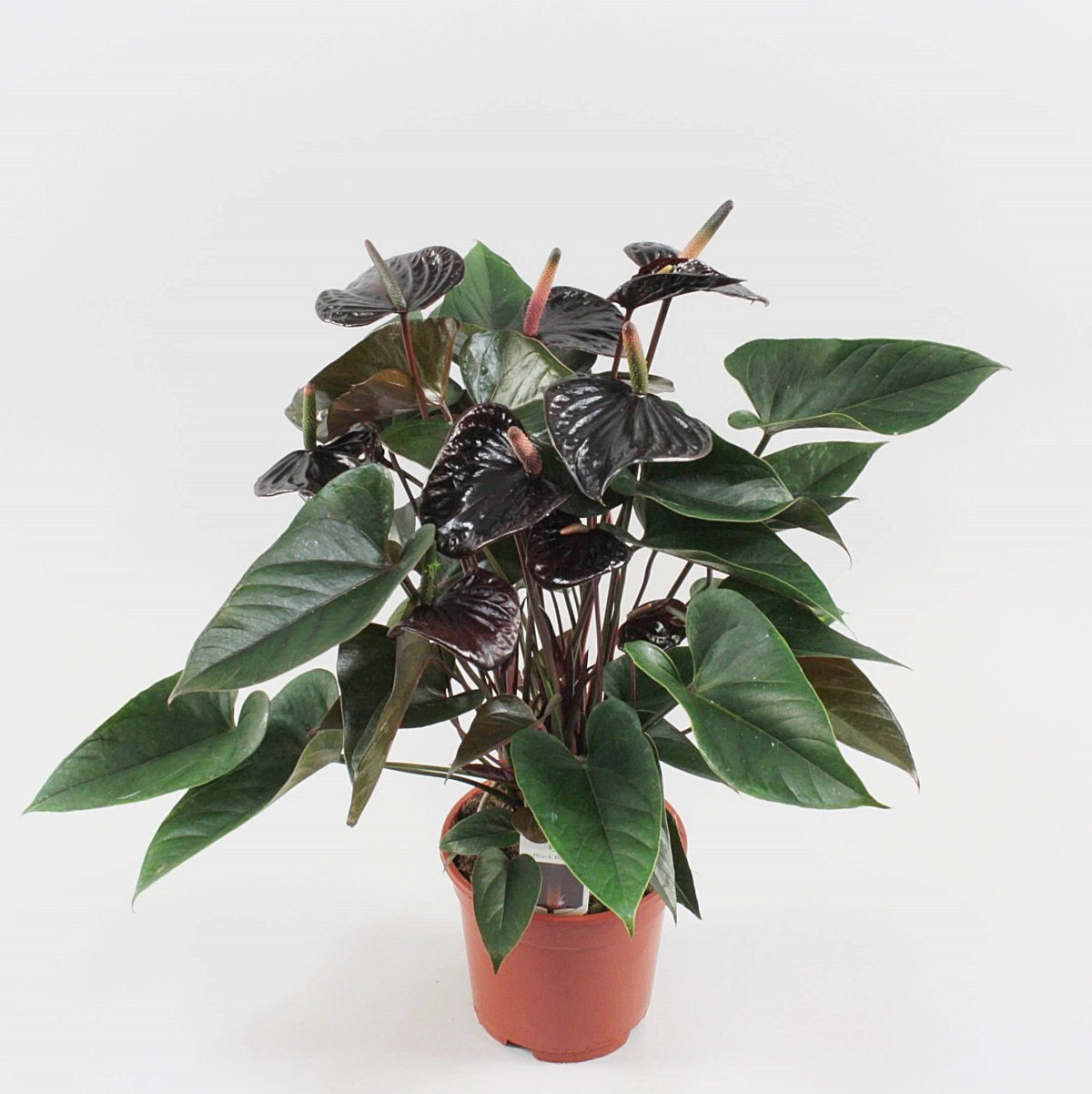 Антуриум Tequila