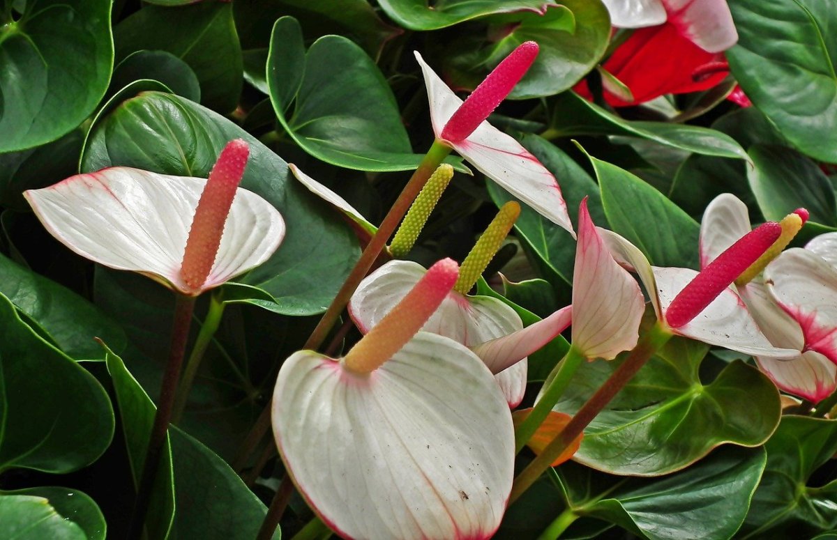 Антуриум флористика