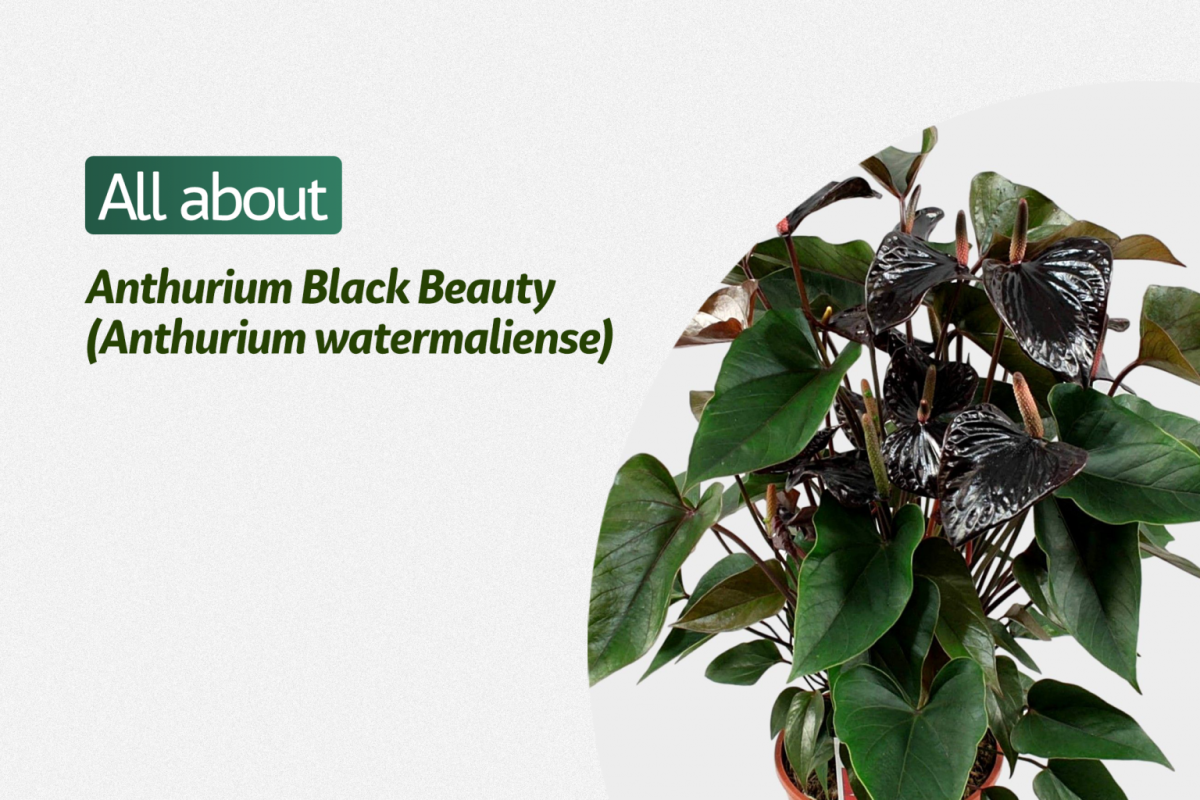 Антуриум Кавалли перпл