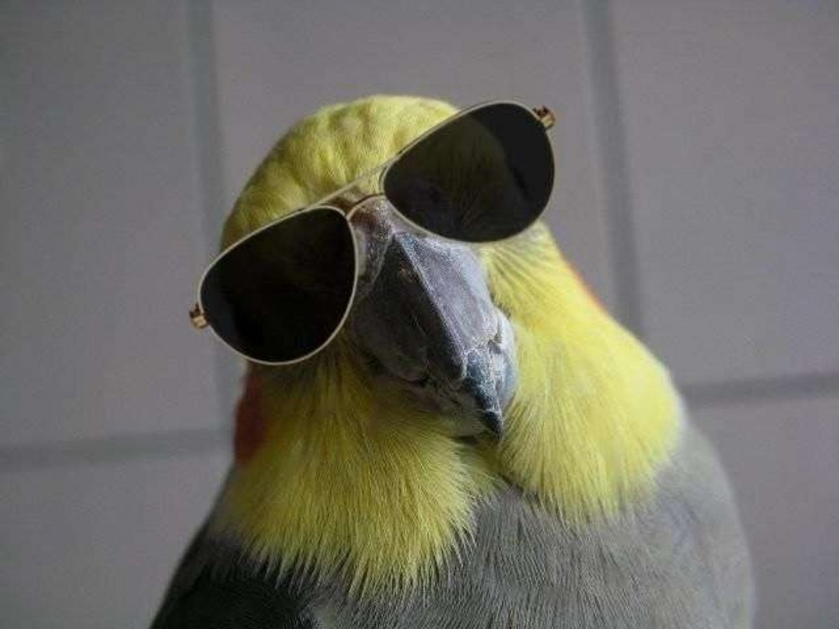 Попугай в очках