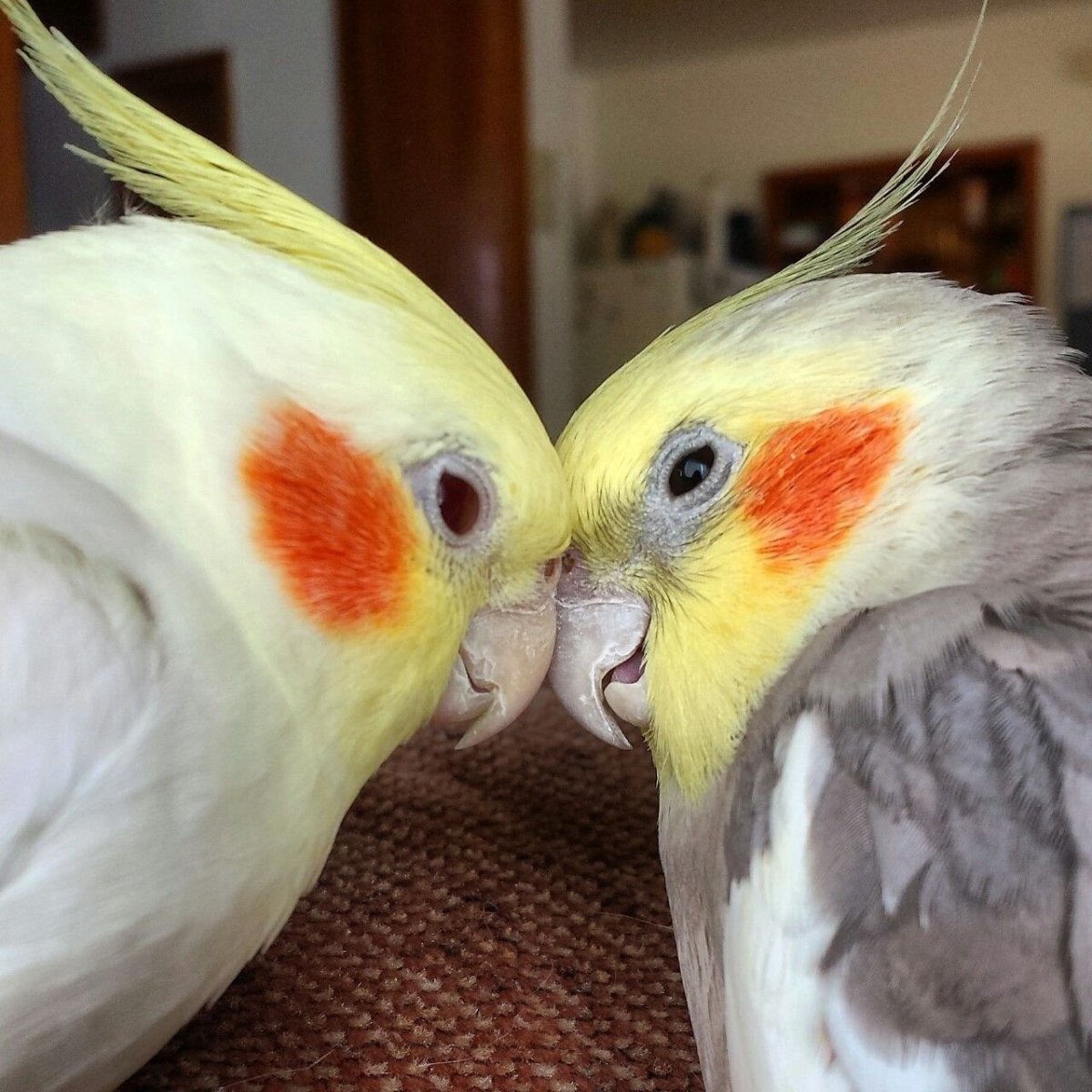 2 Попугай корелла