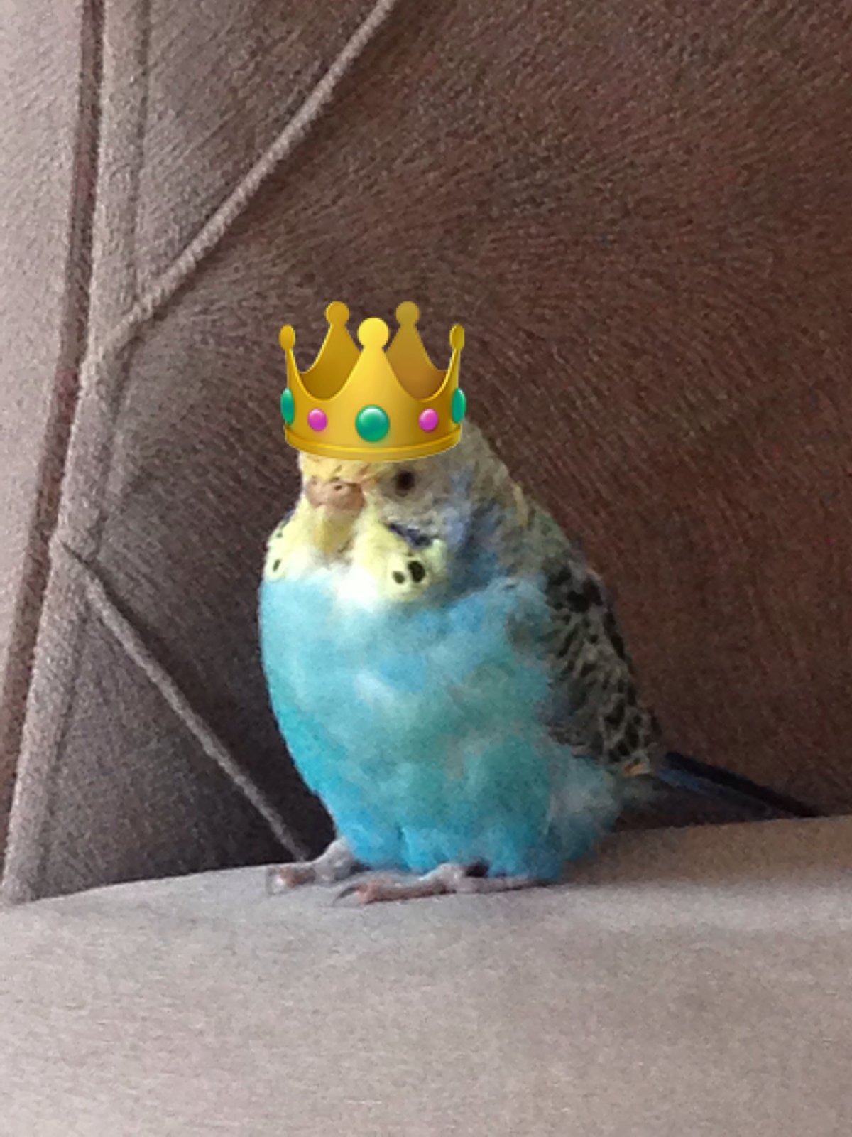 Смешные волнистые попугайчики