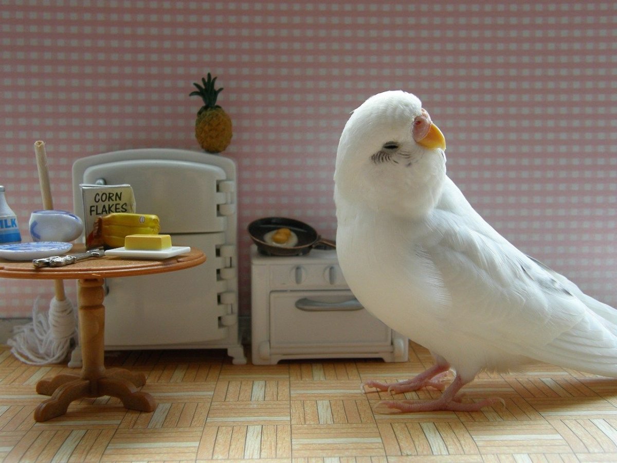 Доброе утро попугайчики