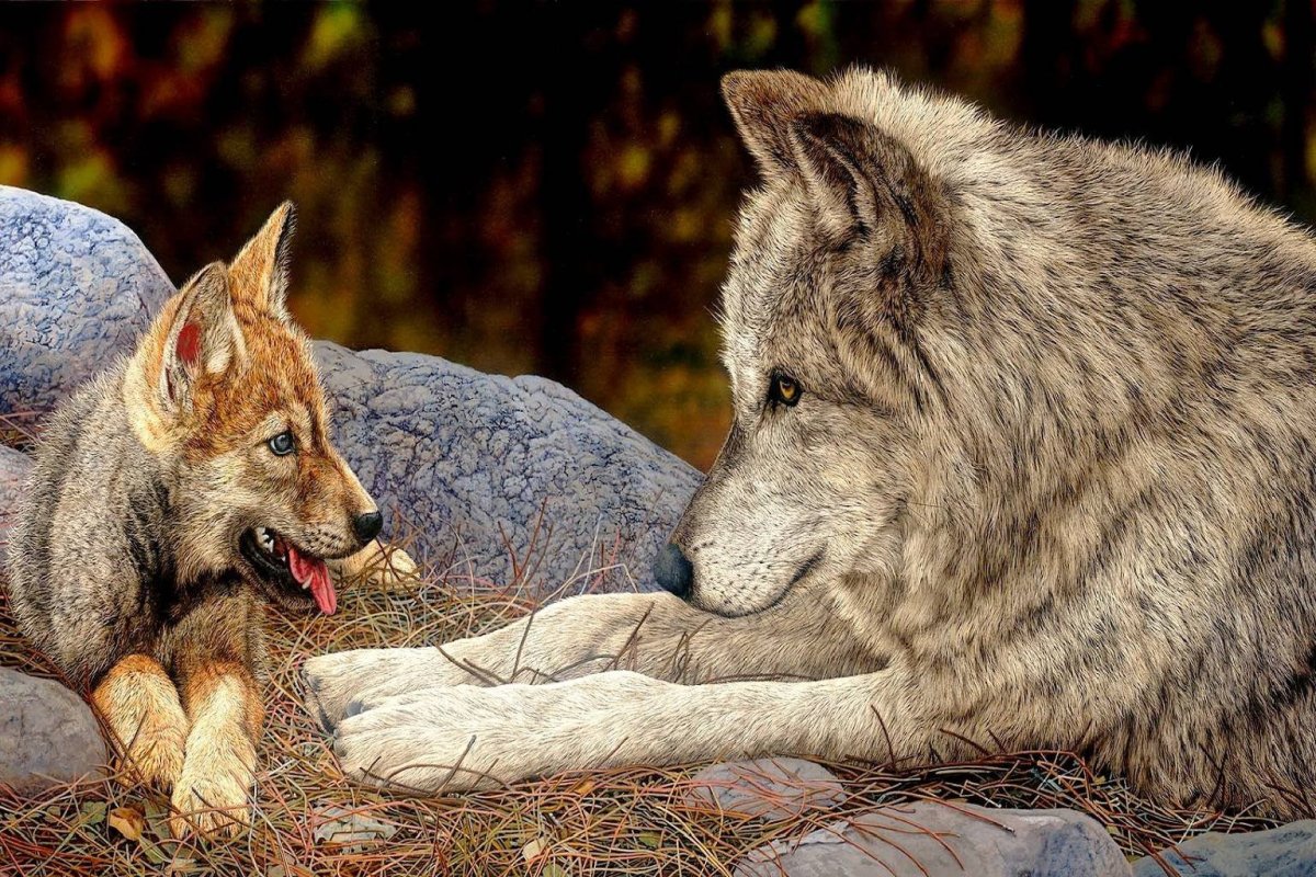 Волчица с волчатами