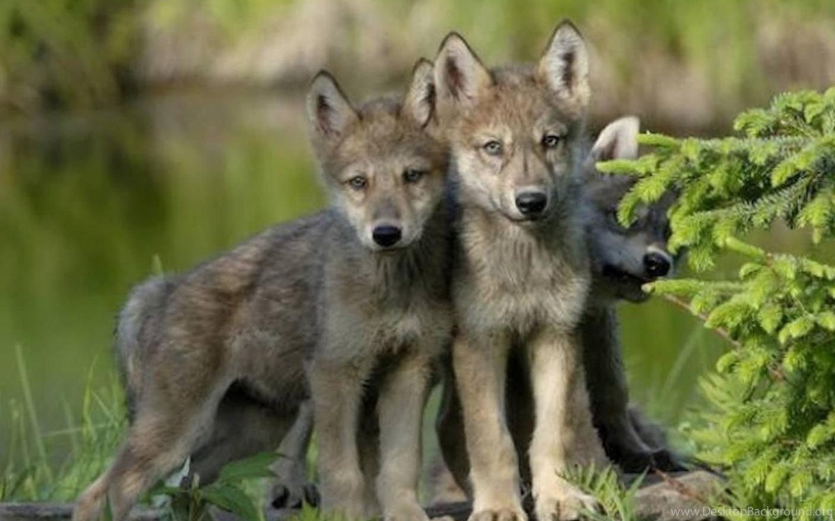 Волк волчица волчата семейство