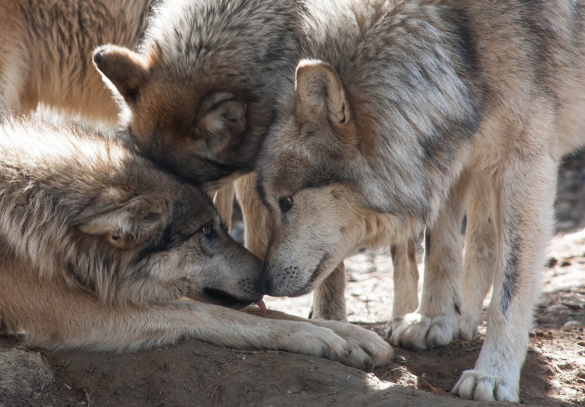 Волк волчица Волчонок семья