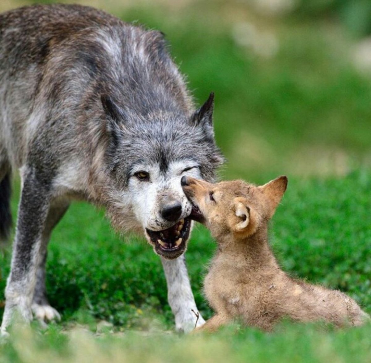 Милые волчата