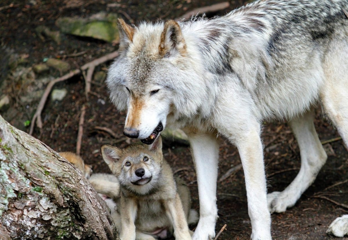 Мелвильский островной или Арктический волк