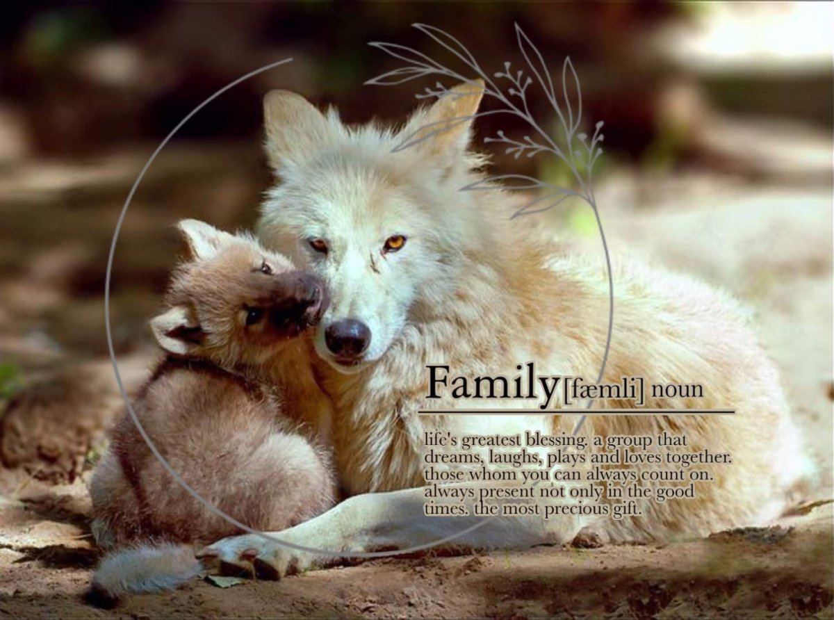 Детеныш волка