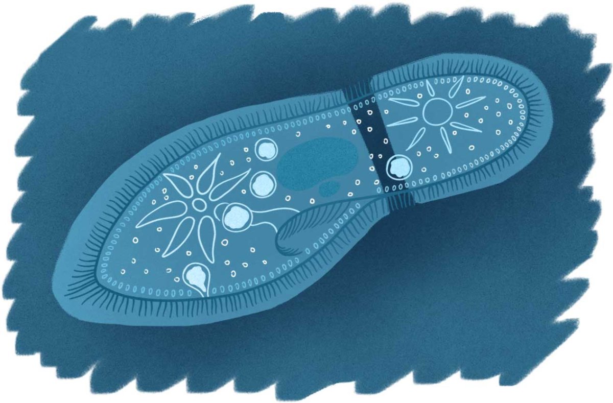 Макет инфузории туфельки