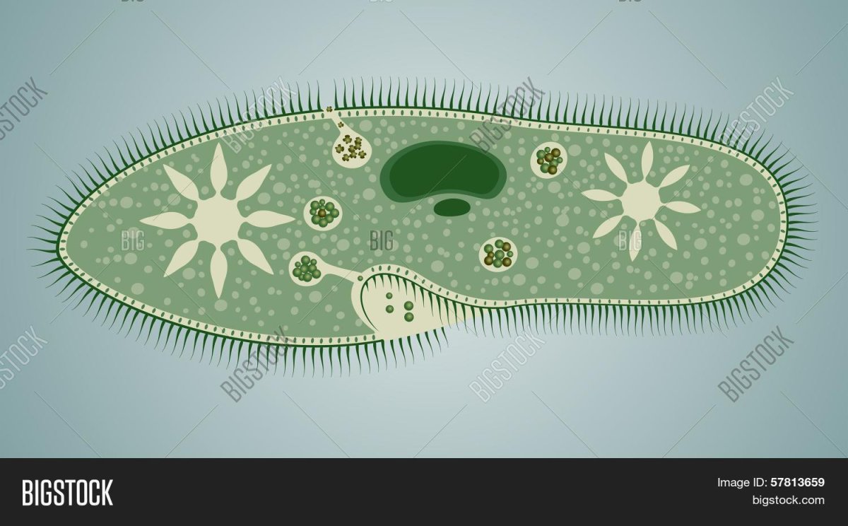 Инфузория туфелька черно белая