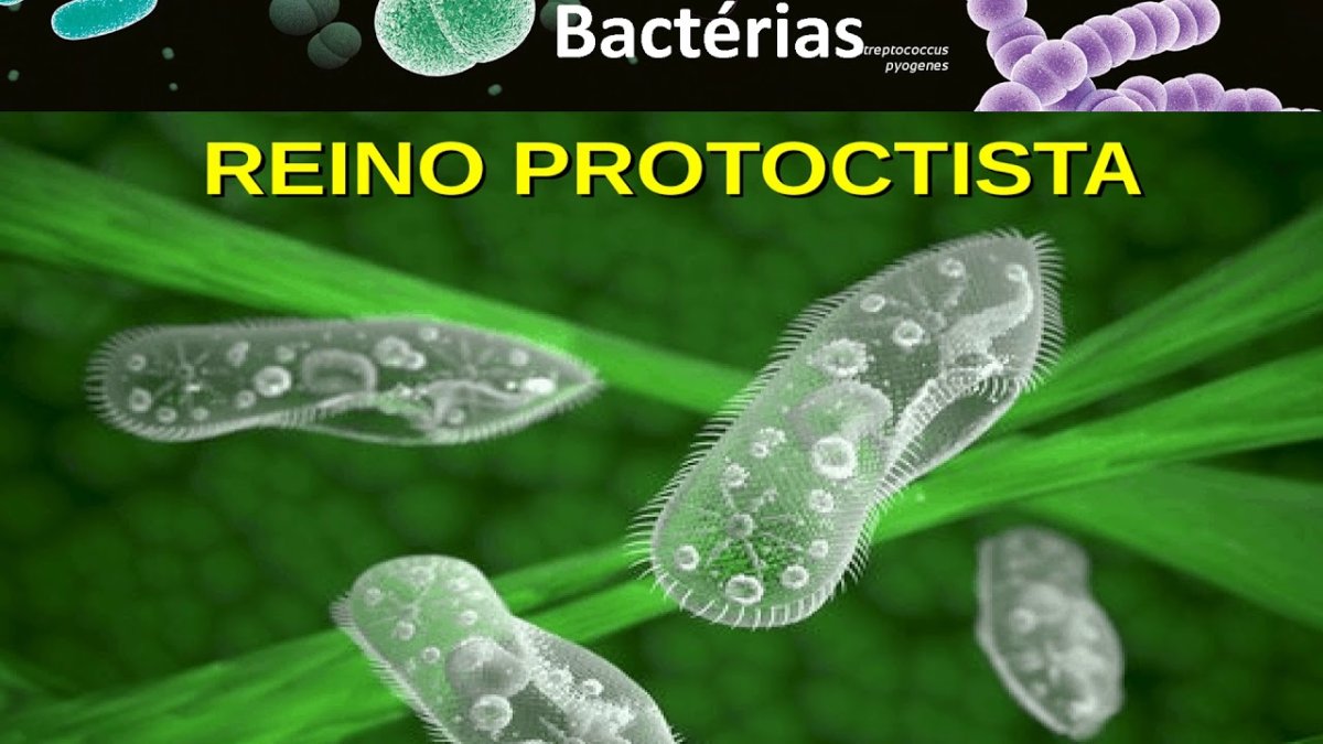 Инфузория туфелька 3д модель