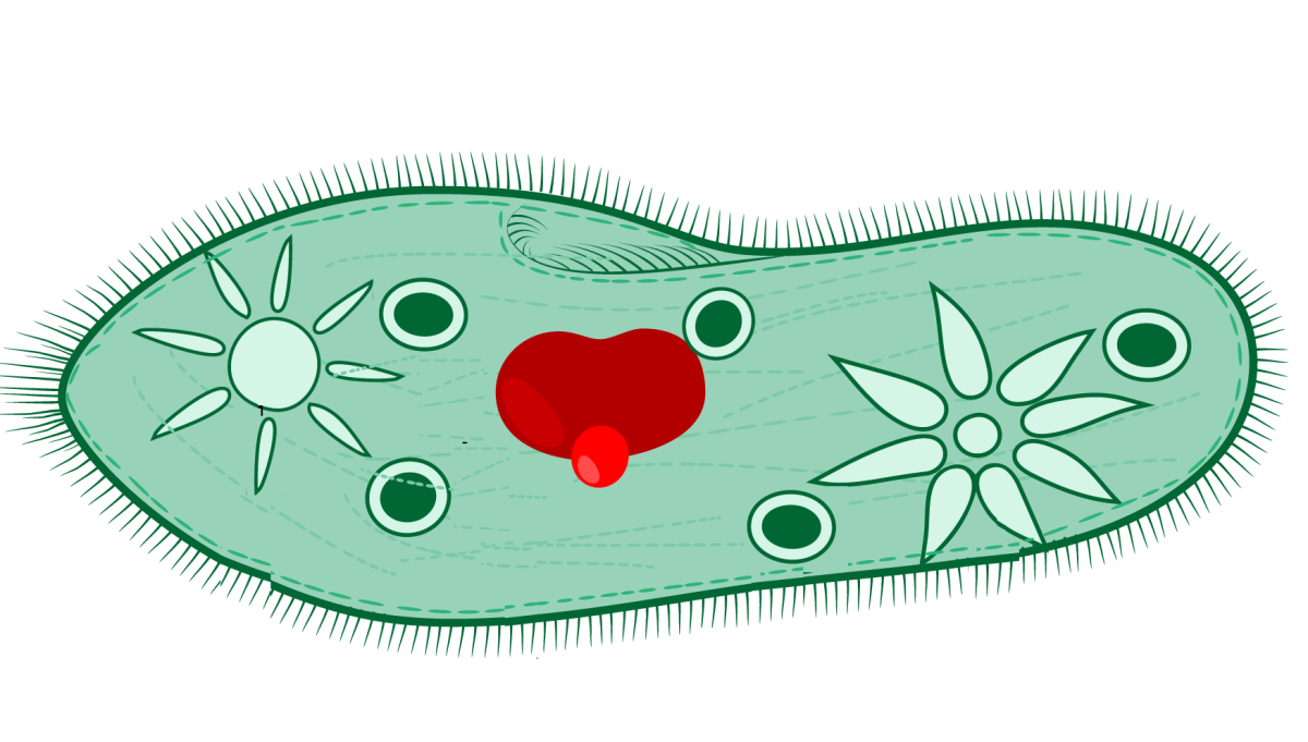 Эвглена под микроскопом рисунок