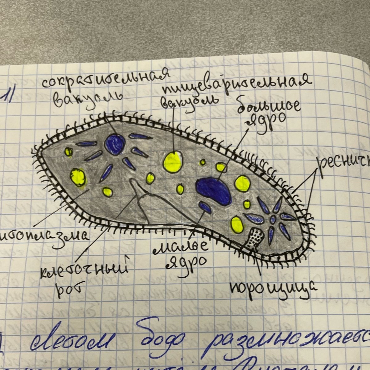 Макет инфузории туфельки