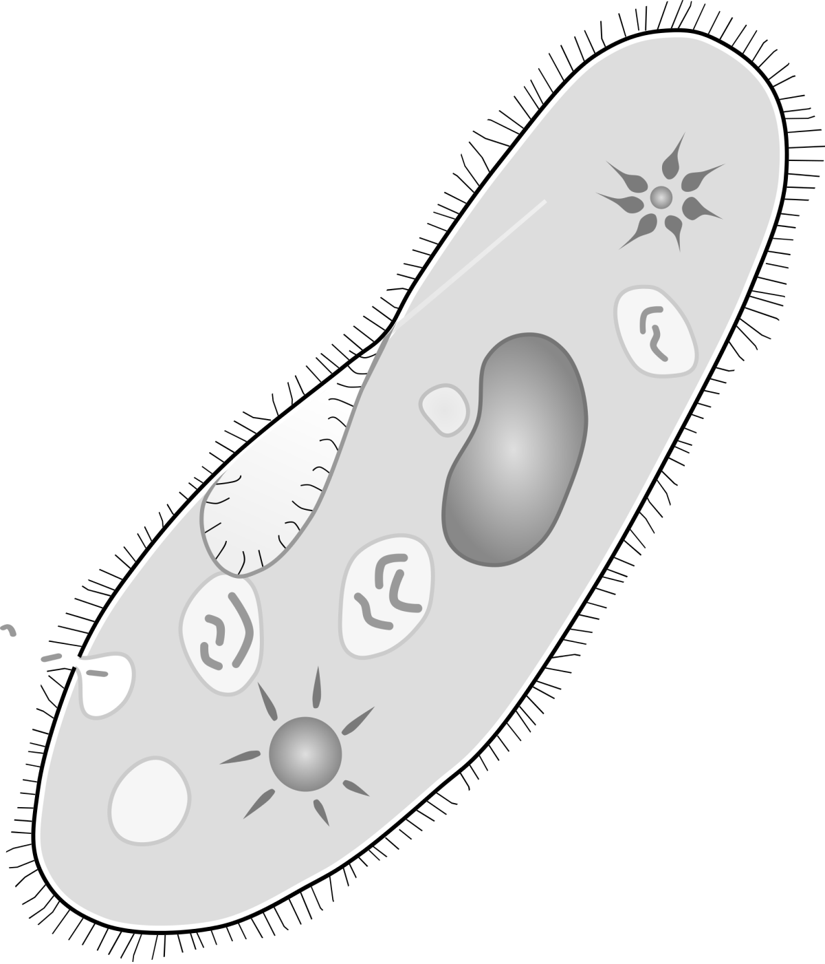 Инфузории Paramecium