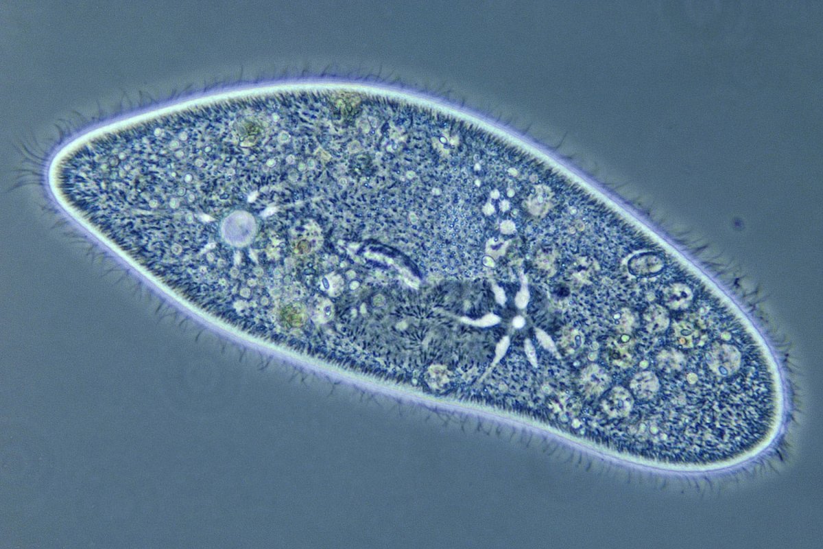 Инфузории Paramecium