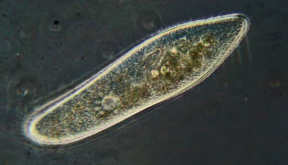 Инфузории Paramecium