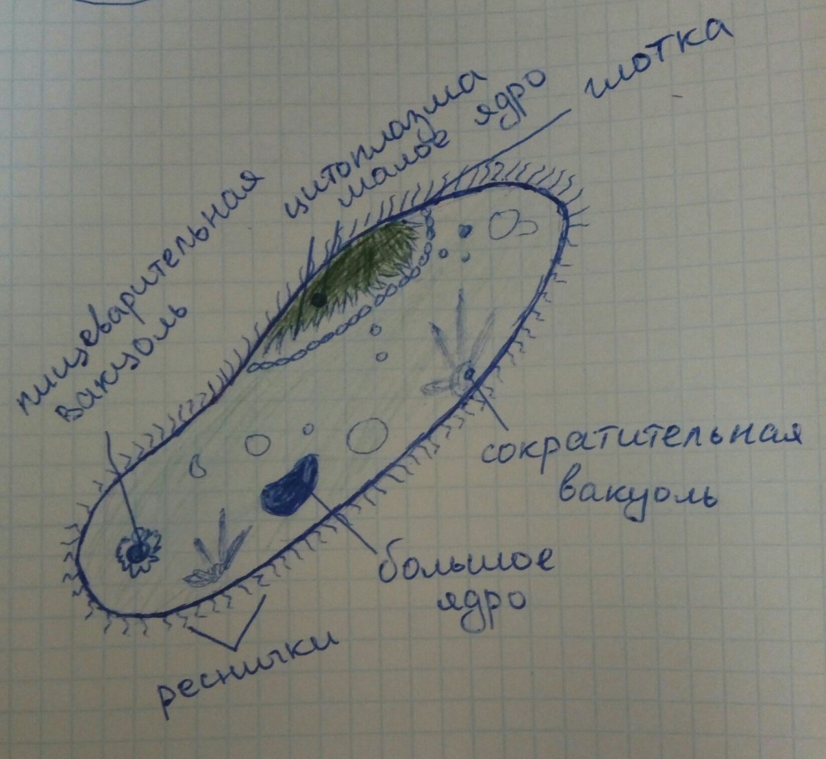 Пищеварительная вакуоль инфузории