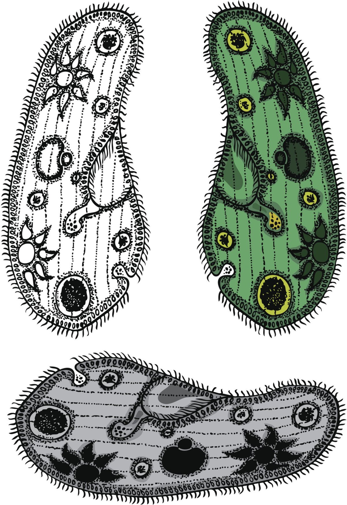 Строение инфузории туфельки без подписей