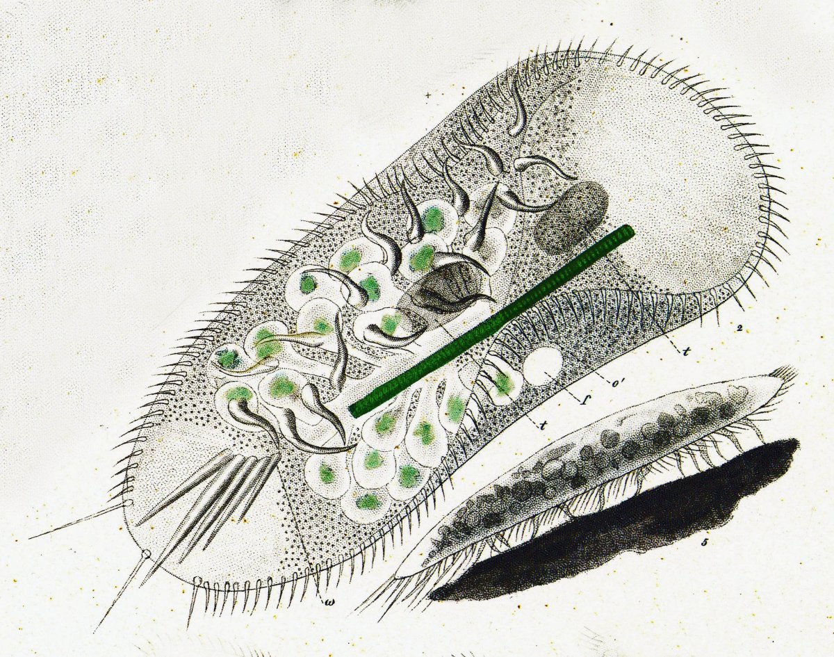 Микроорганизмы инфузория туфелька