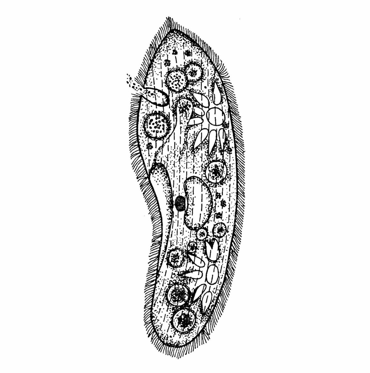 Инфузории Paramecium caudatum