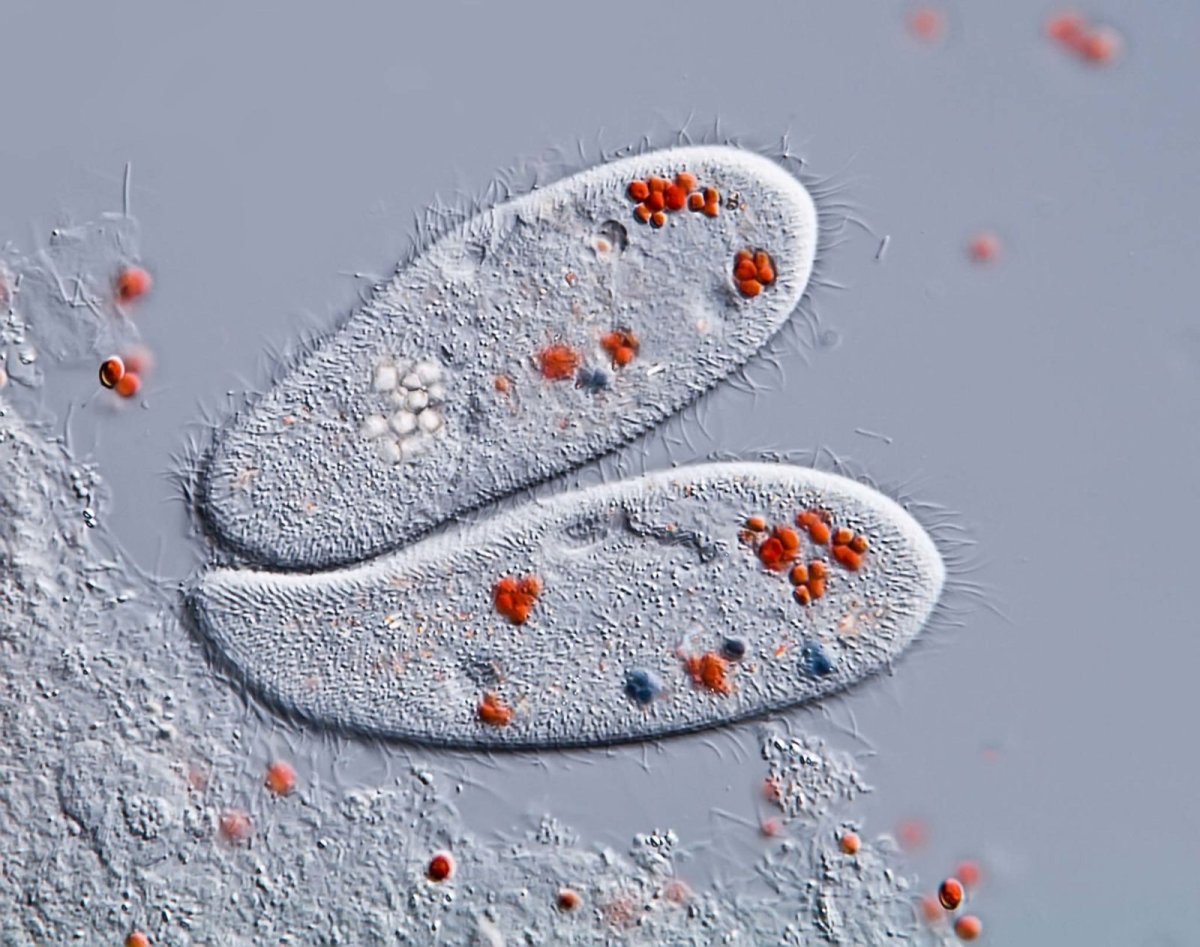 Инфузория туфелька