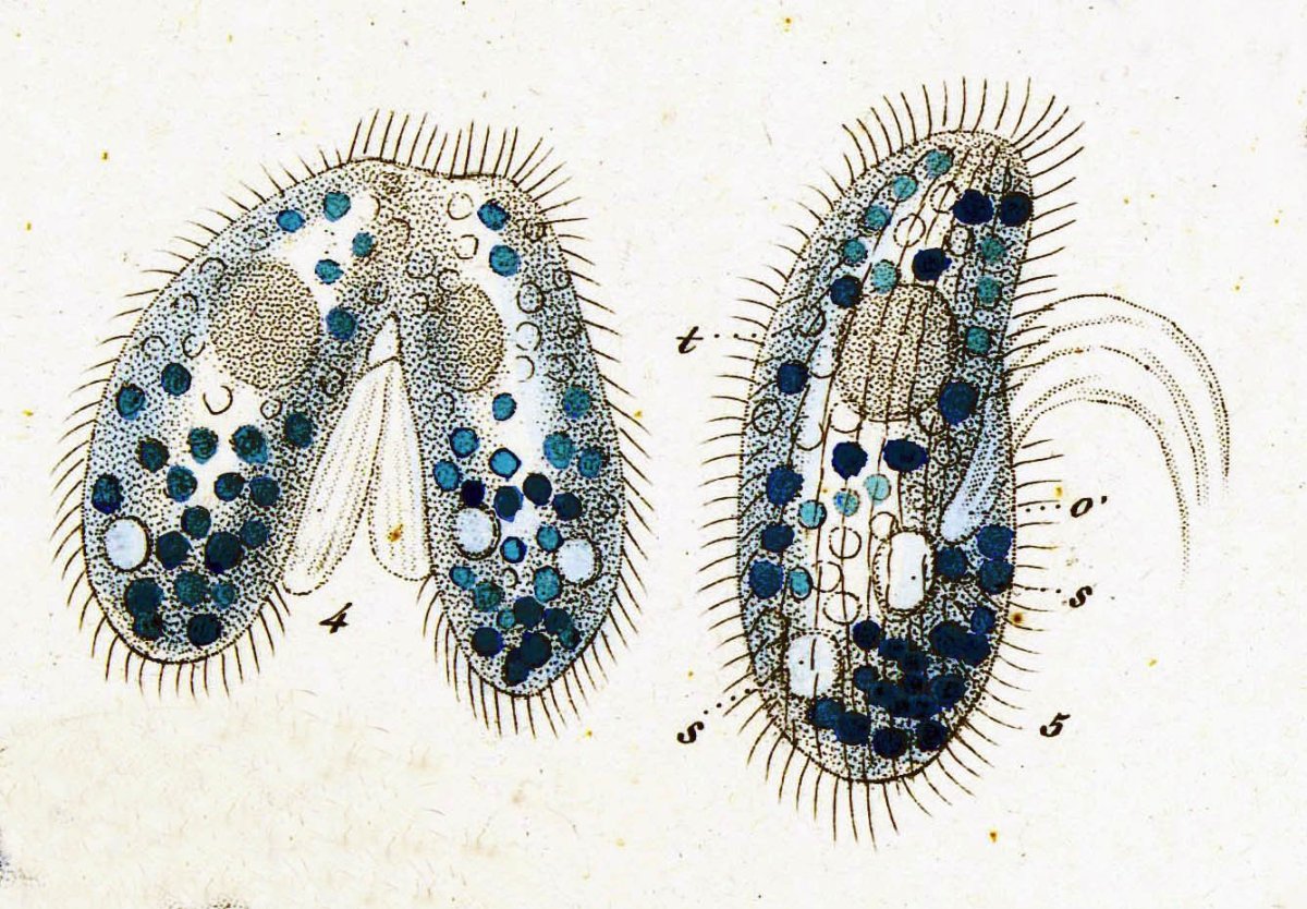 Инфузории Paramecium