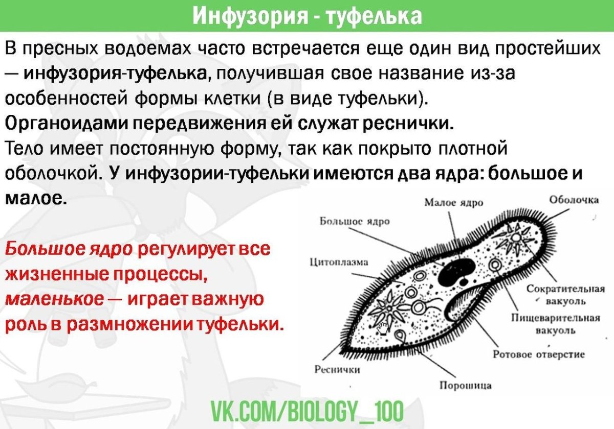 Инфузория туфелька Paramecium caudatum