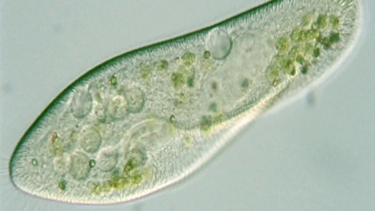 Инфузория туфелька реснички