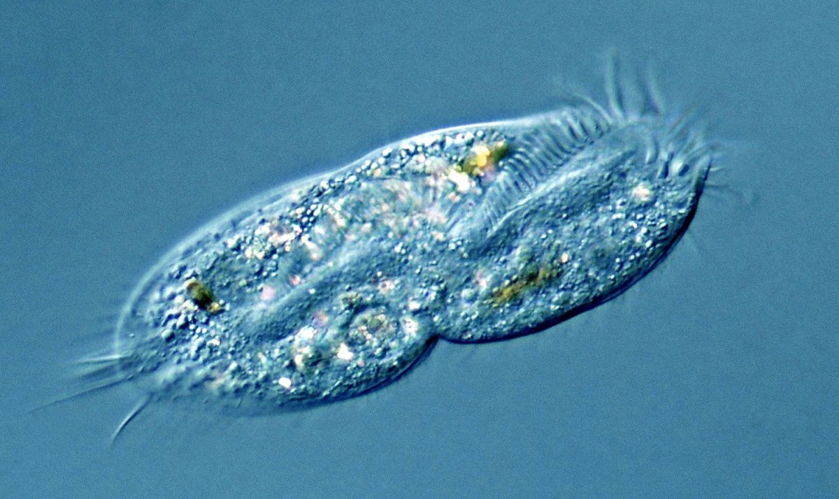 Строение одноклеточного организма инфузория туфелька