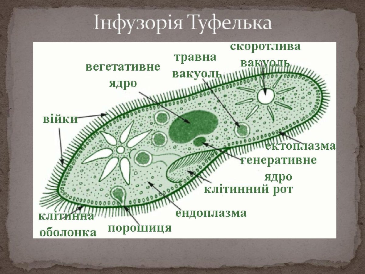Инфузория туфелька микропрепарат