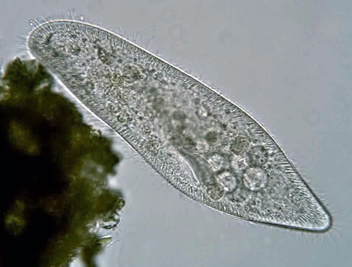 Инфузория туфелька Paramecium caudatum