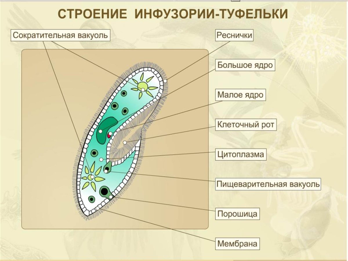Инфузория туфелька