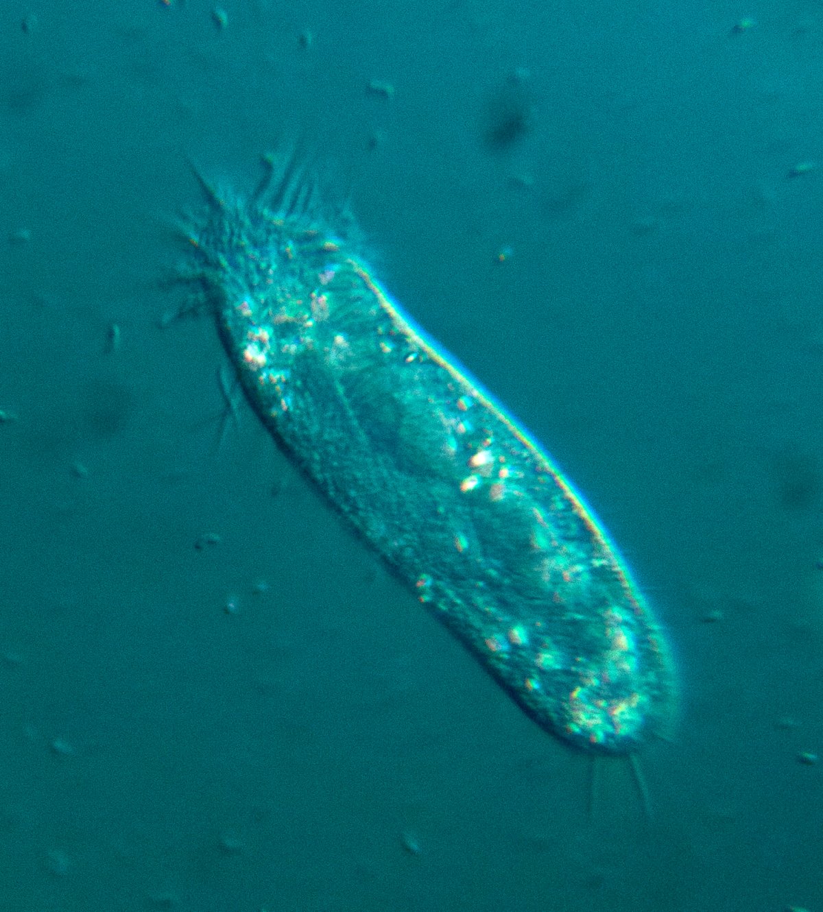 Инфузории Paramecium