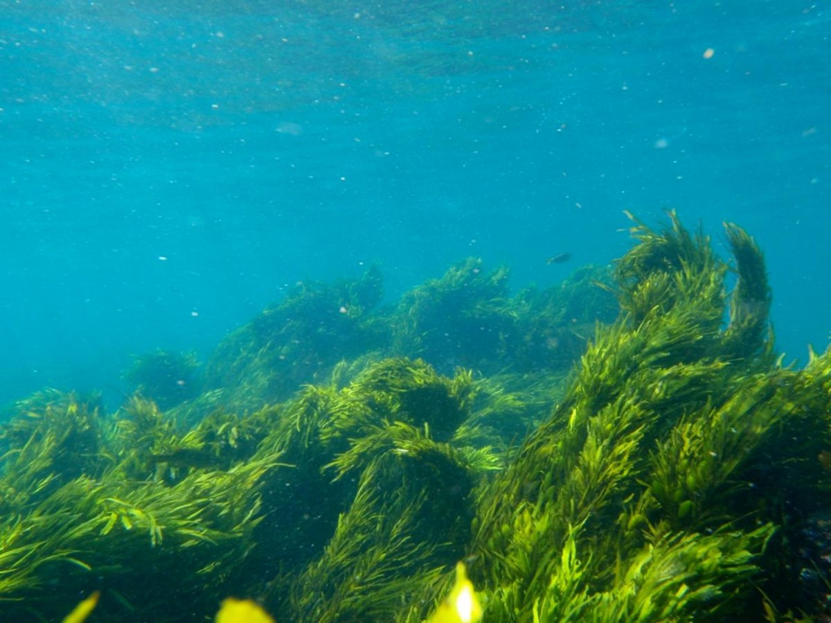 Ламинария Охотское море