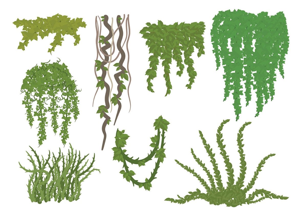 Водоросли рисунок