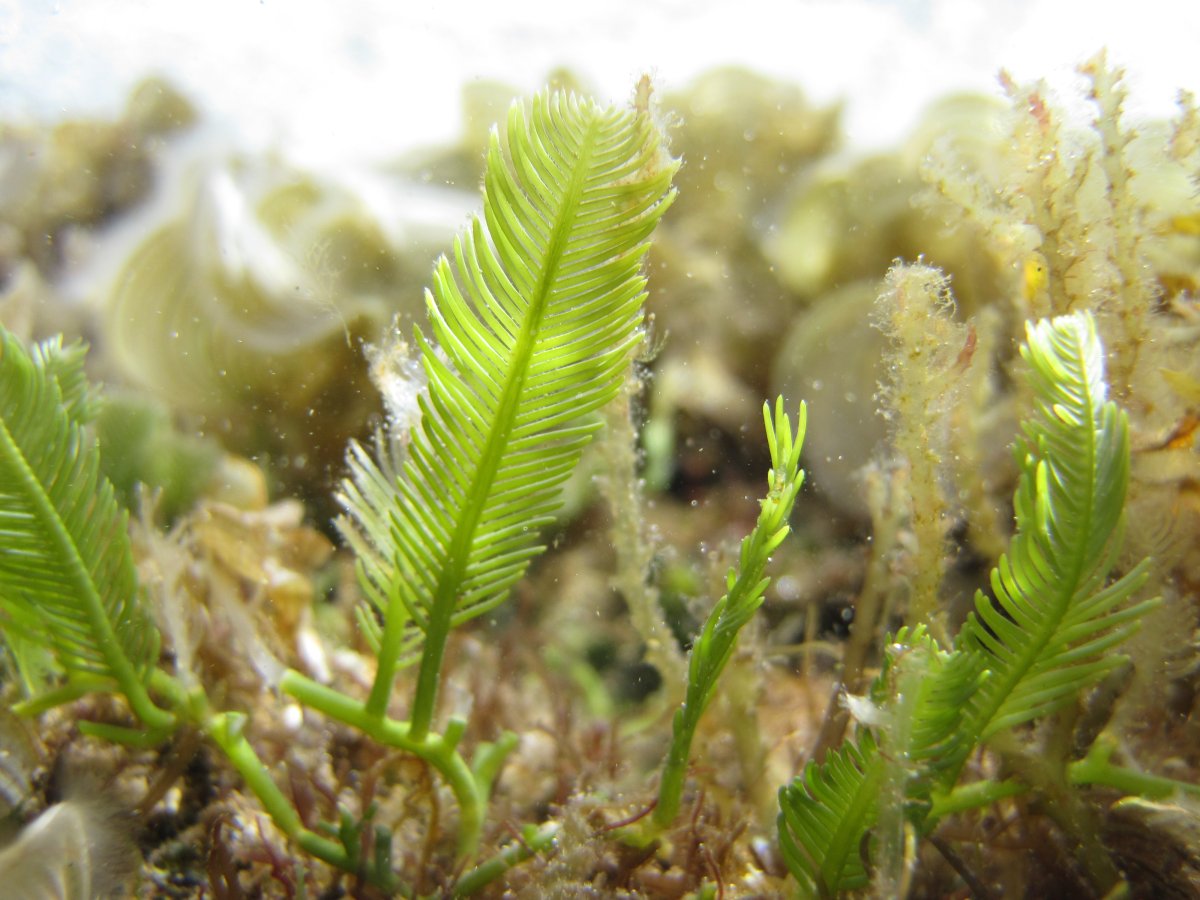 Каулерпа Тиссолистная