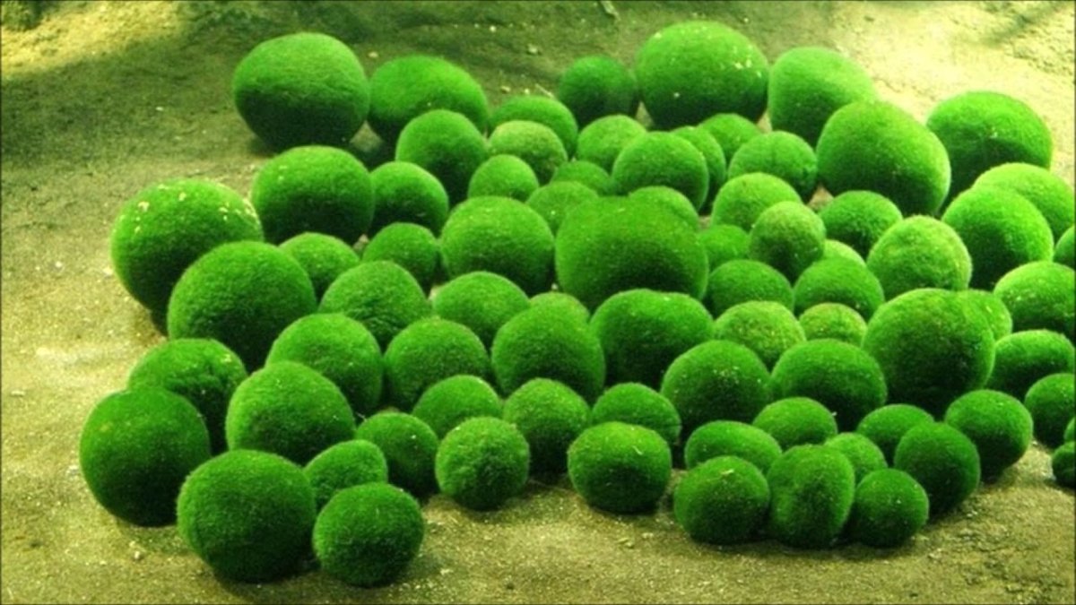 Зеленые водоросли красивые