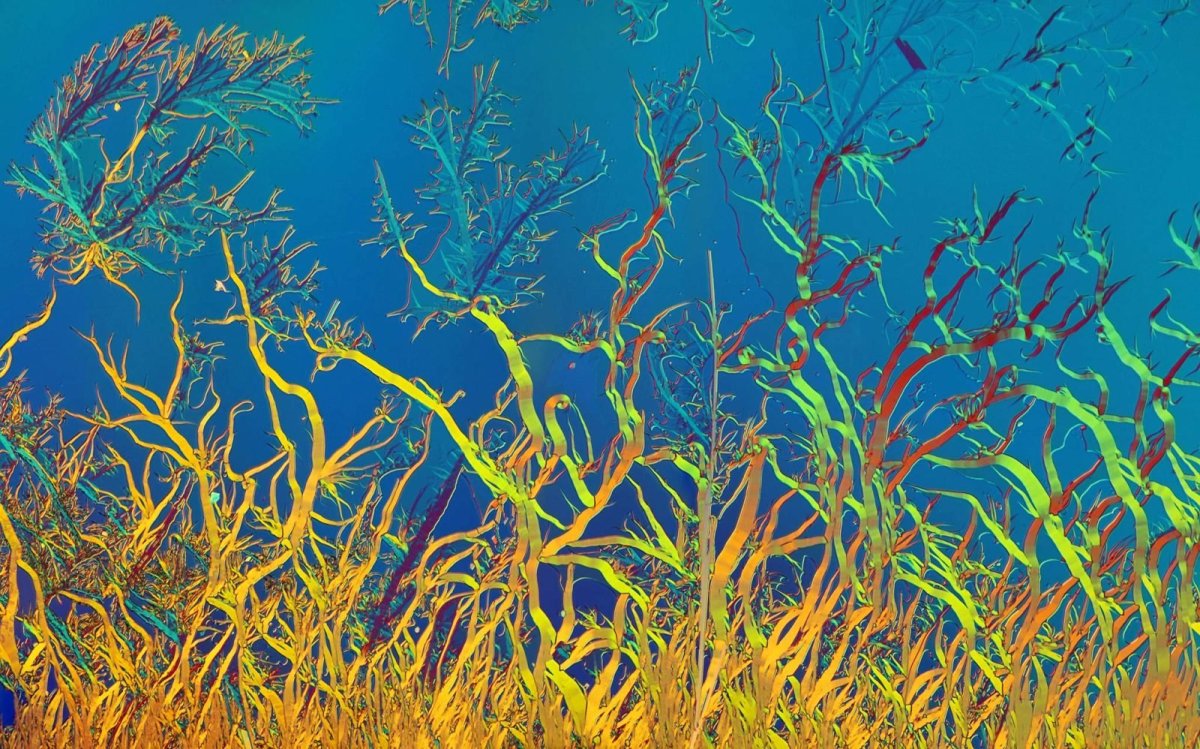 Акварель водоросли ламинарии