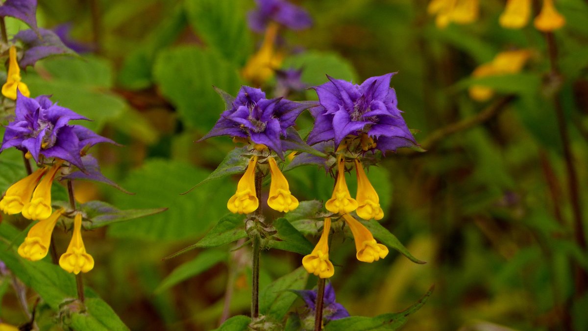 Марьянник Дубравный