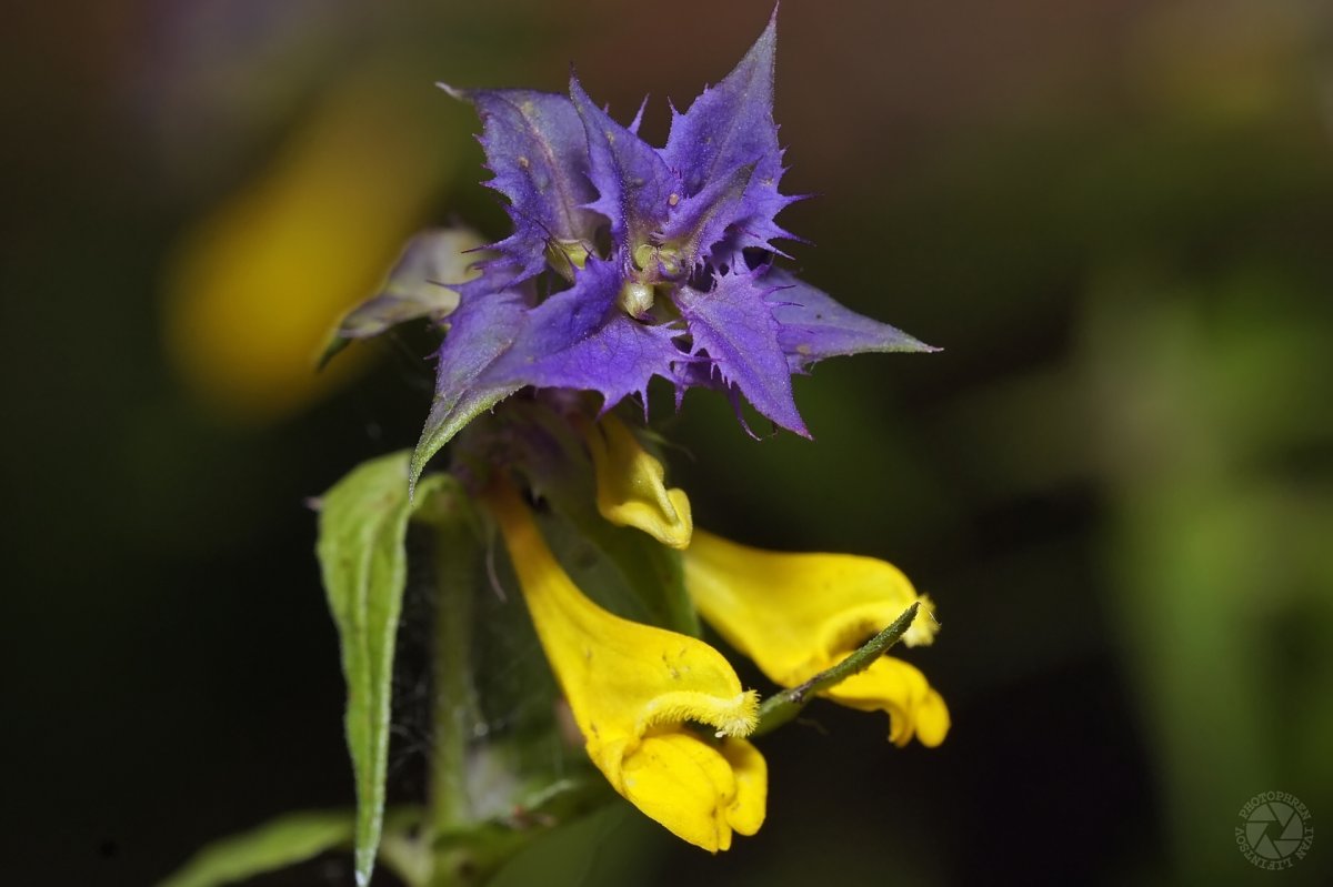 Марьянник щетинистый