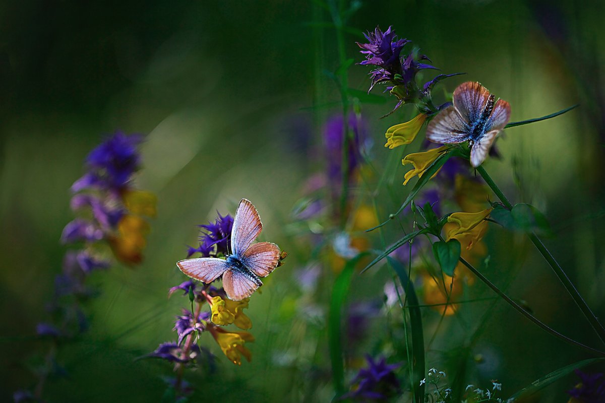Полевые цветы Макросъемка