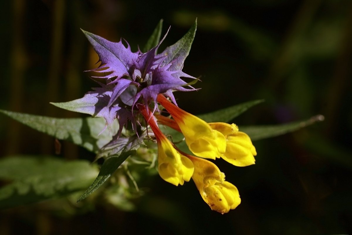 Марьянник Дубравный Иван да Марья