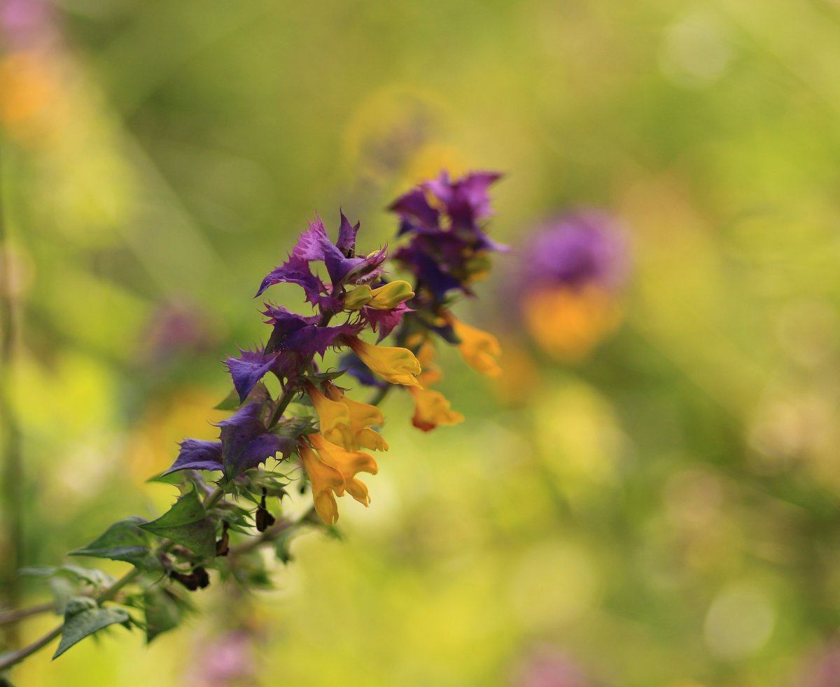 Иван-да-Марья растение