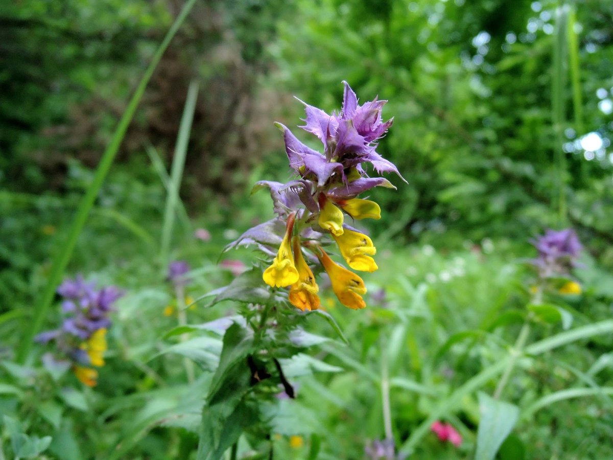 Марьянник гребенчатый
