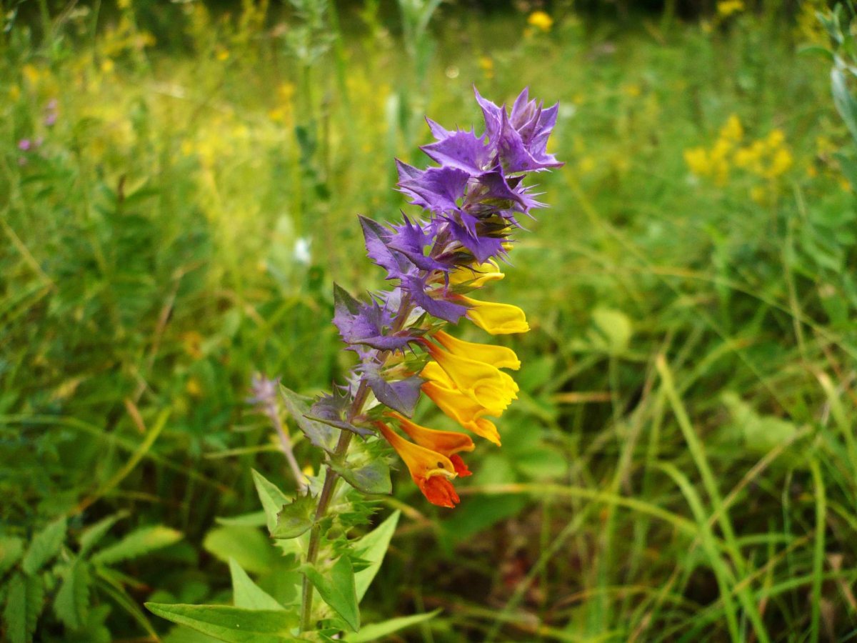 Марьянник щетинистый