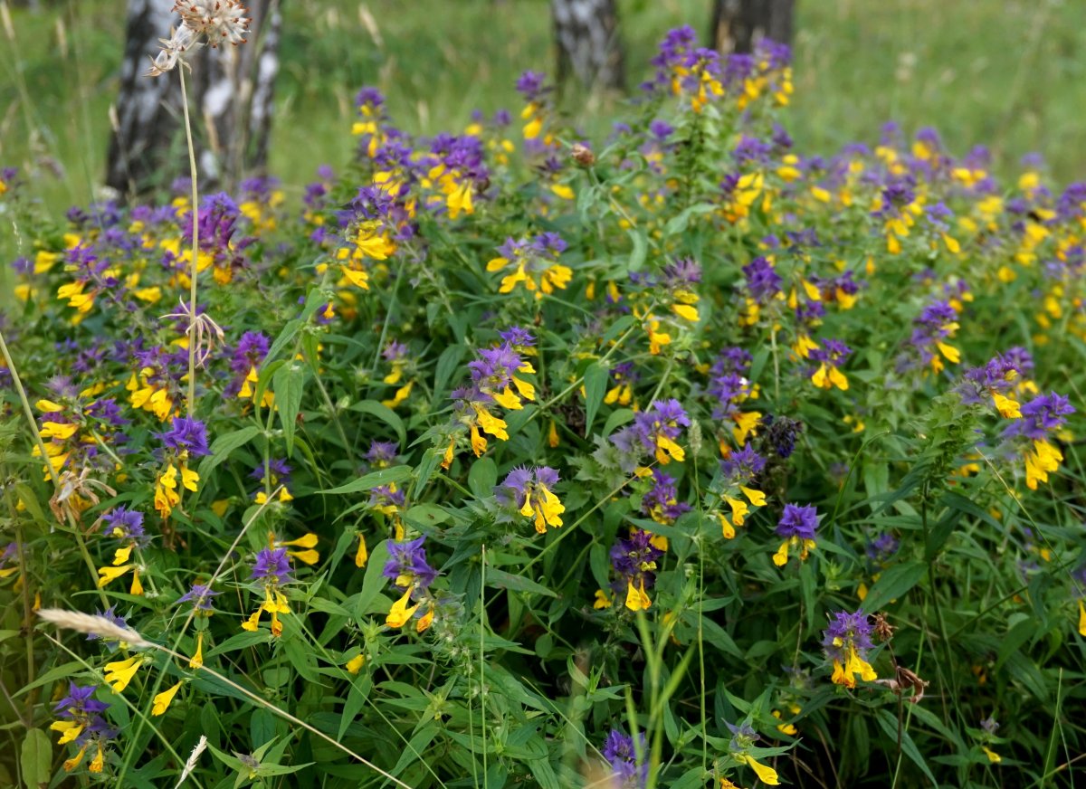 Марьянник Дубравный лекарственное растение