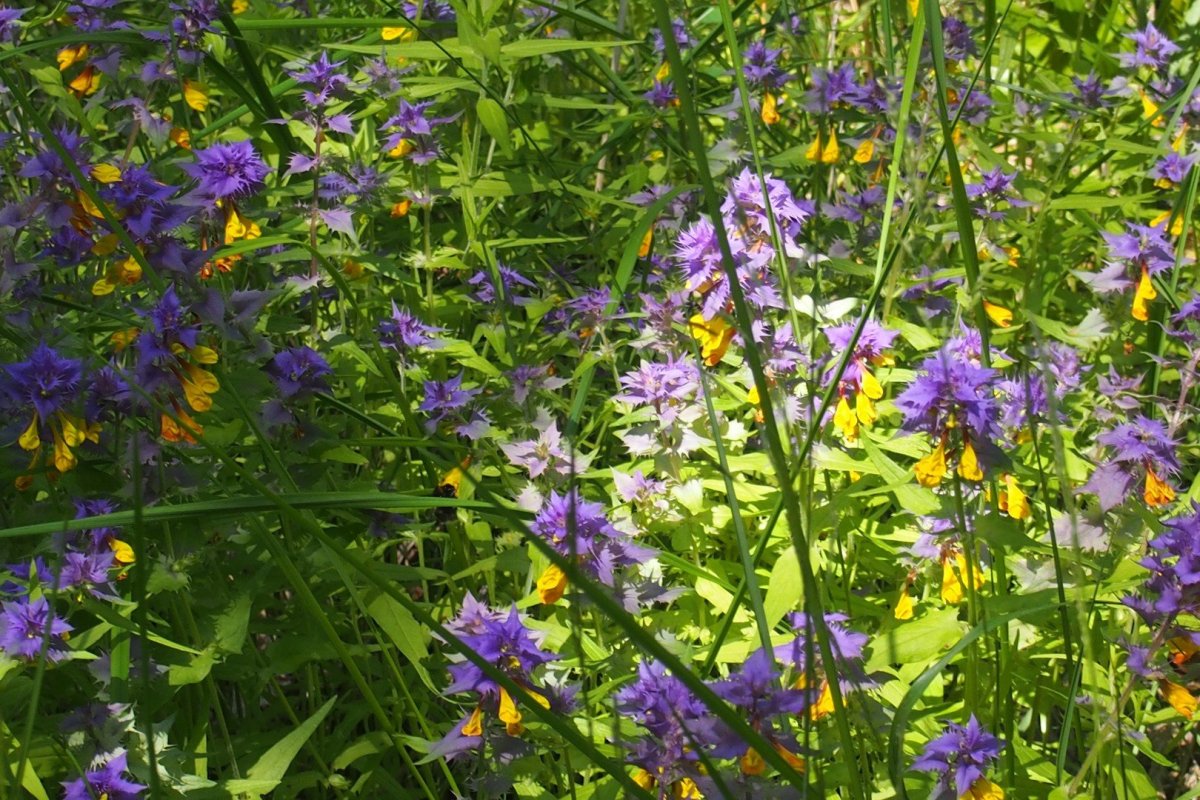 Марьянник Дубравный, или Иван-да-Марья,— Melampyrum nemorosum